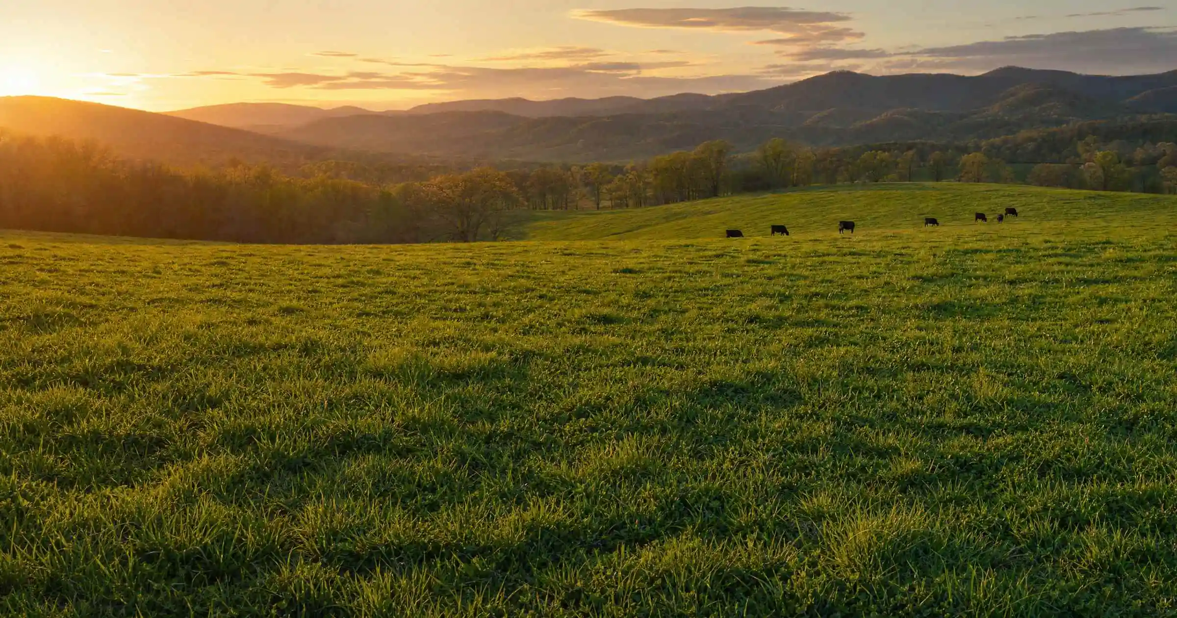 Golden-hour light over a green pasture in the Shenandoah Valley, the long view that patience in farming and in life requires
