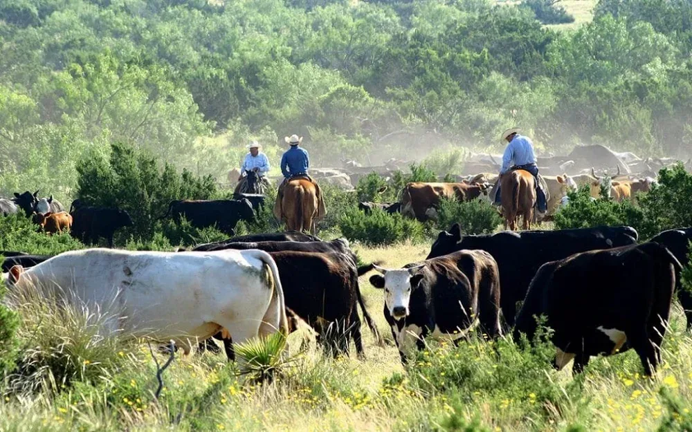 The Beginning of the End of the Beef Industry?