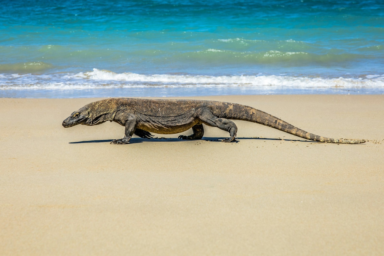 Komodo Dragon