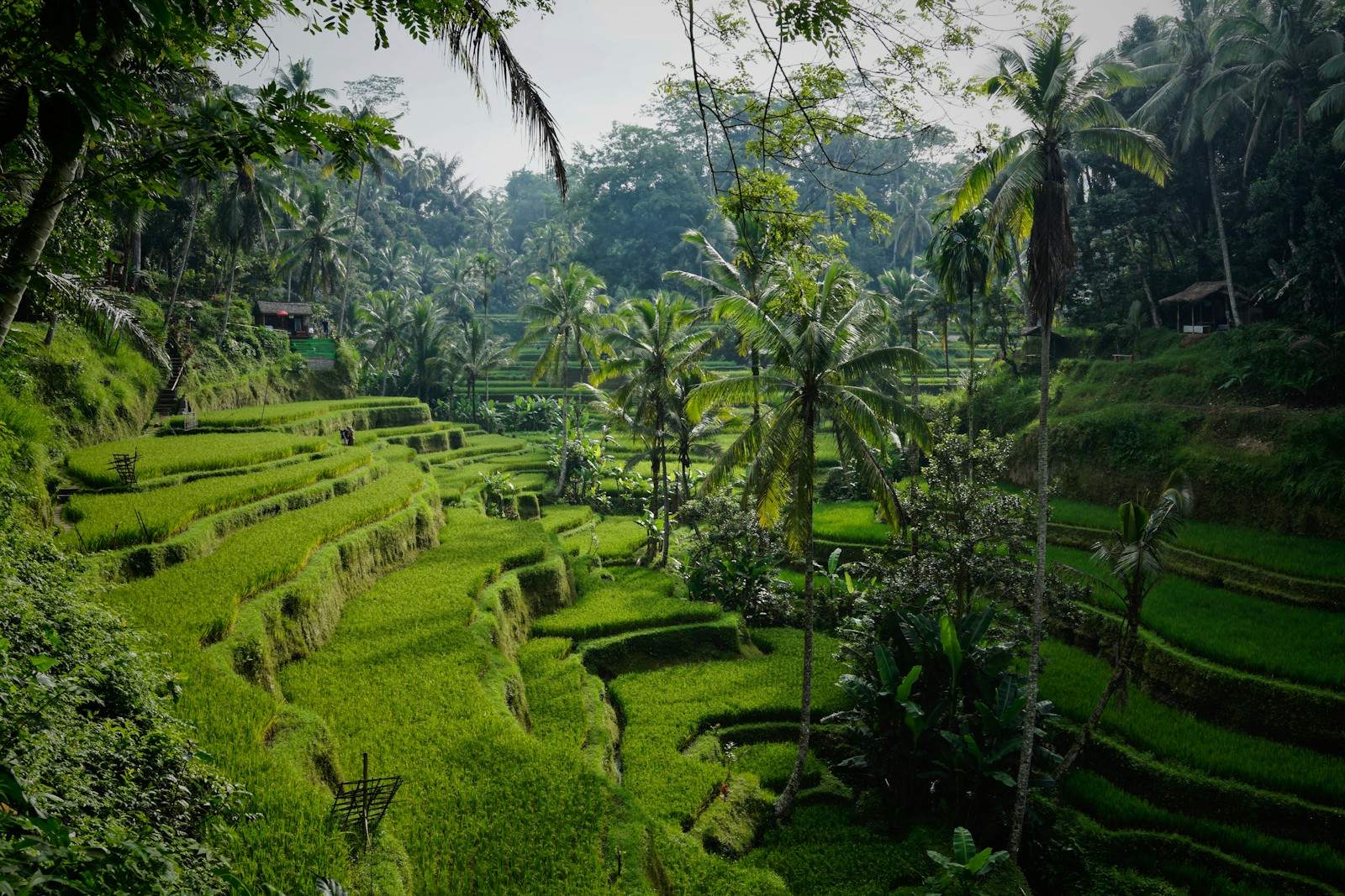 Bali Rice Fields