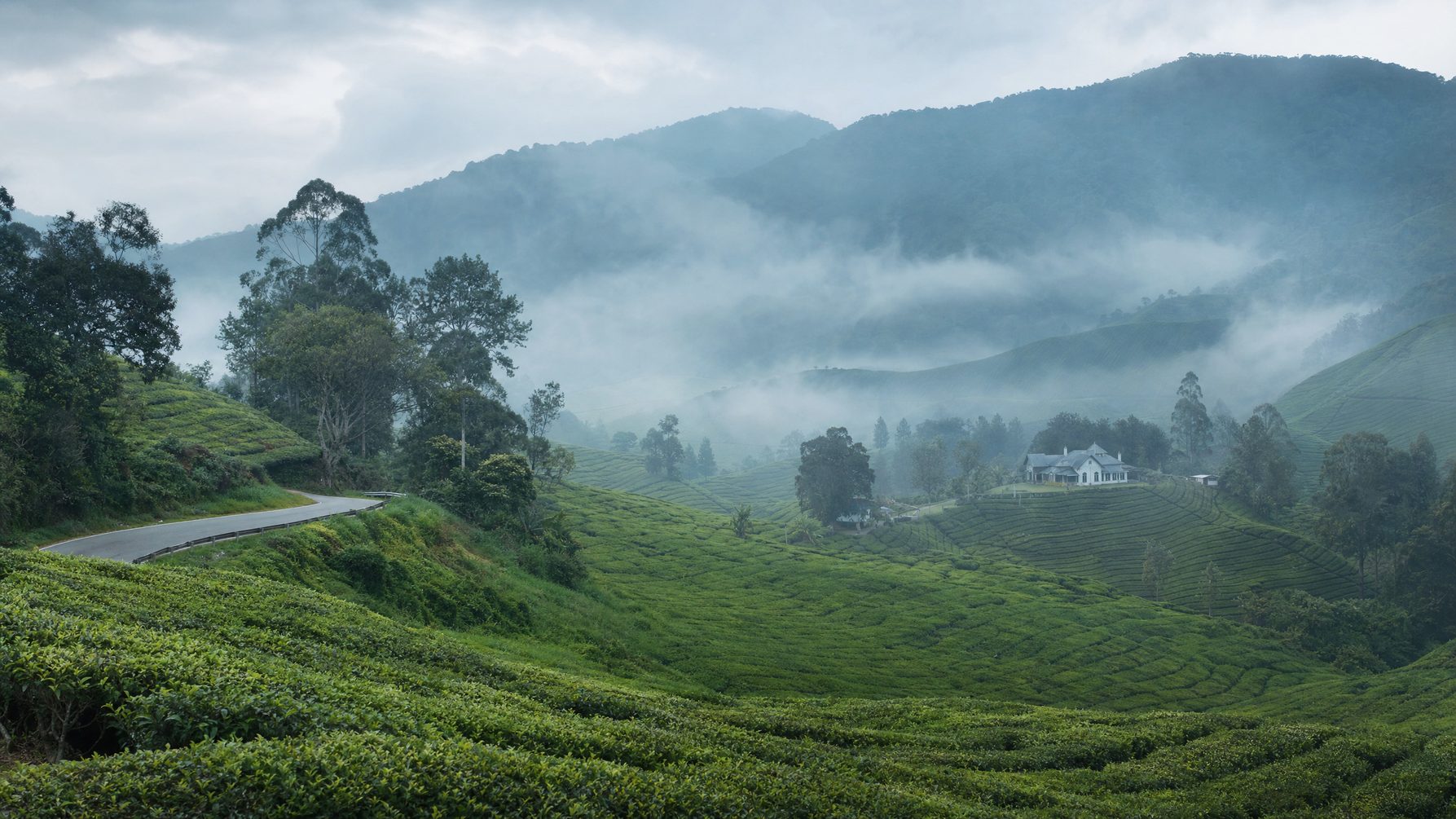 Misty tea plantations in the Cameron Highlands