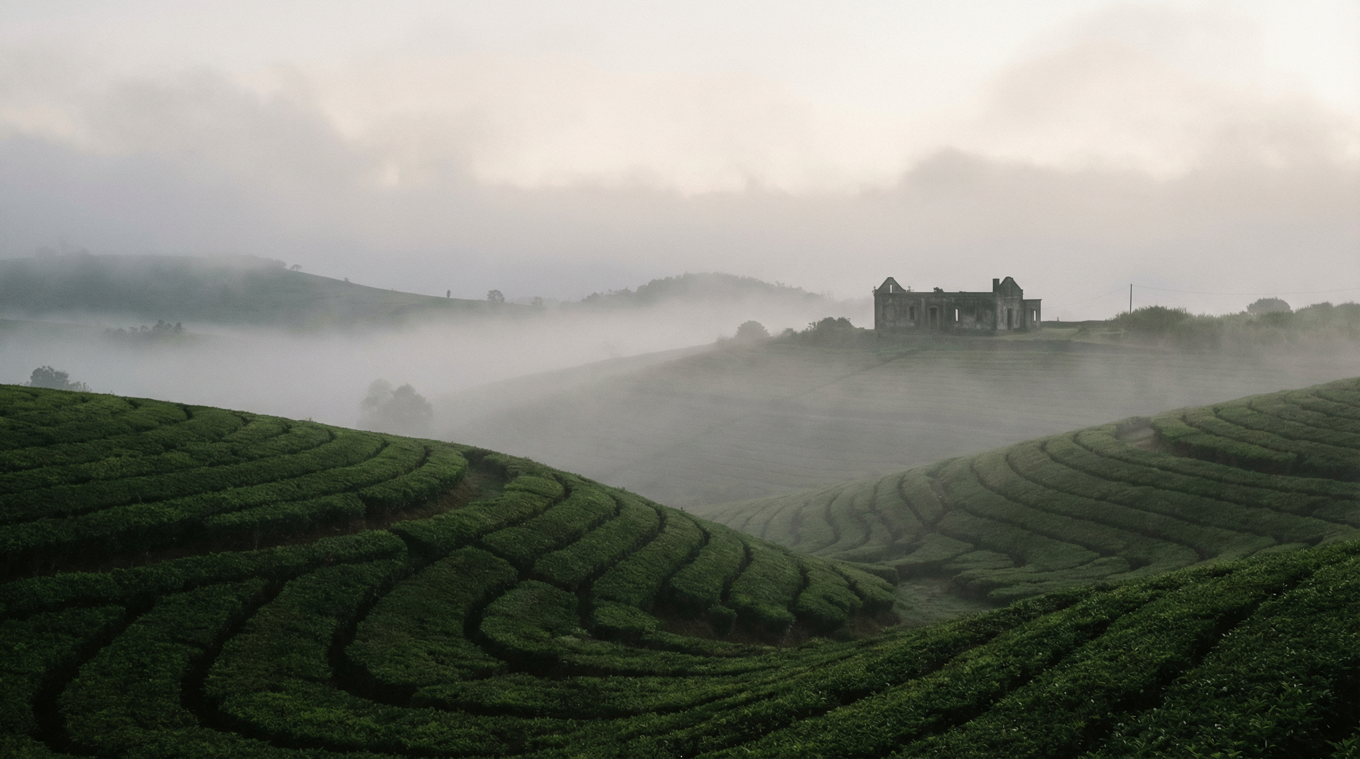 Tea plantation in the highlands of Mauritius