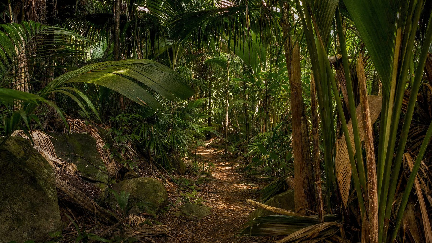 Vallée de Mai palm forest on Praslin, Seychelles